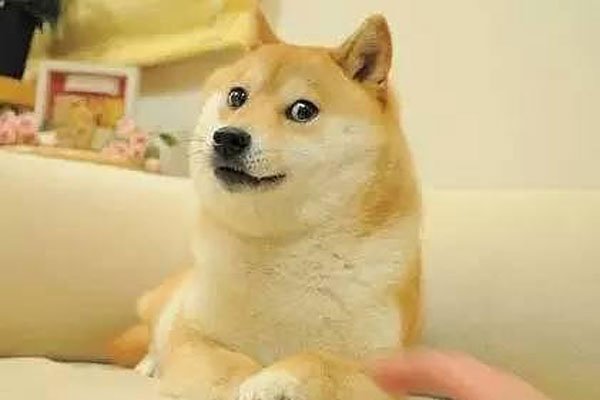 ͷı麬 ΢ͷʲô˼