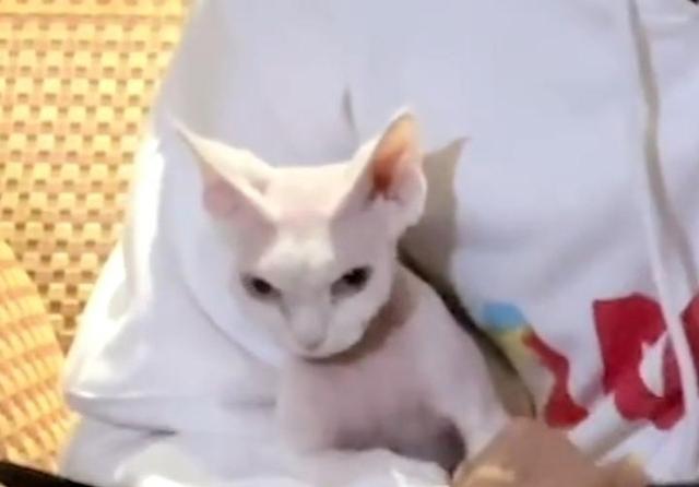 陈伟霆把猫唱睡着了怎么回事 眼皮逐渐耷拉哈哈哈哈干嘛呢