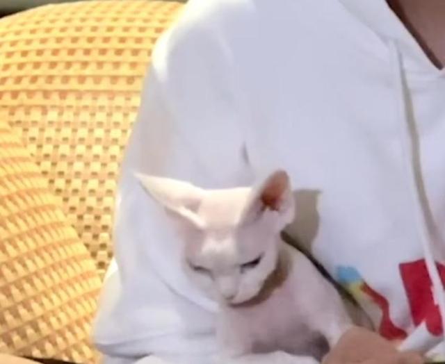 陈伟霆把猫唱睡着了怎么回事 眼皮逐渐耷拉哈哈哈哈干嘛呢