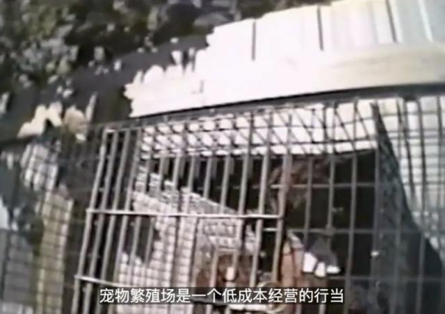 豆瓣高分纪录片地球公民 乌克兰绑匪硬核强推市民观看