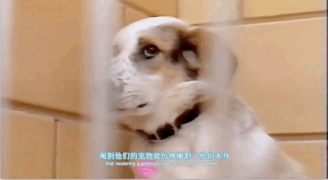 豆瓣高分纪录片地球公民 乌克兰绑匪硬核强推市民观看
