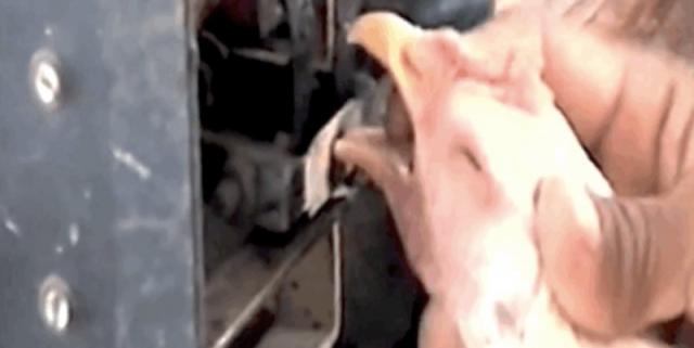 豆瓣高分纪录片地球公民 乌克兰绑匪硬核强推市民观看