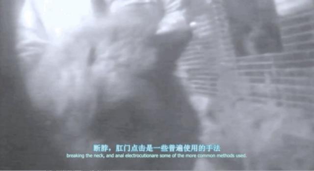 豆瓣高分纪录片地球公民 乌克兰绑匪硬核强推市民观看
