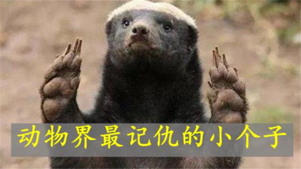 上帝也疯狂2平头哥 蜜獾复仇之路笑点十足