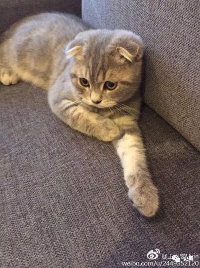 肖战的荧幕初吻23岁的王玉雯 抛弃导演男友说林更新黄晓明丑