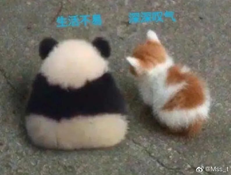 周深和毛不易到底说了多少悄悄话 话痨与话少之间的八卦