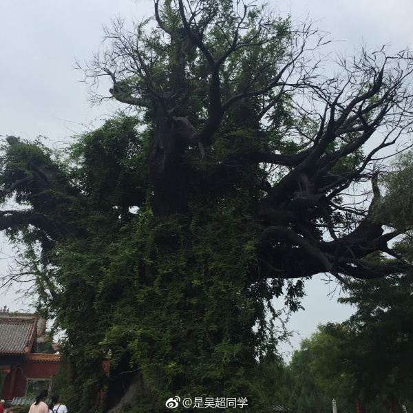 山西洪洞县大槐树多少岁了?到大槐树后怎么查找家谱