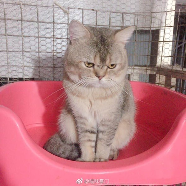 猫到底是招财还是来灾,家里来了自来猫是报恩的?