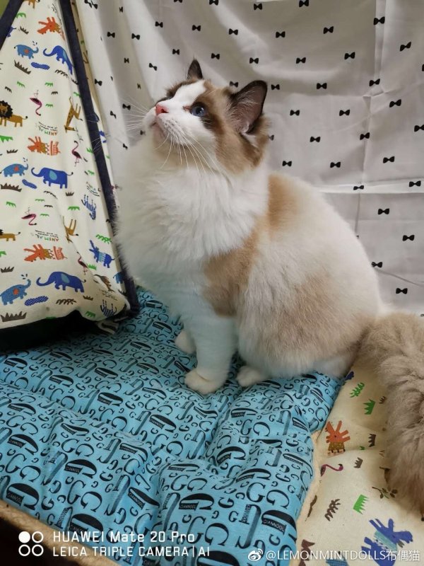 猫到底是招财还是来灾,家里来了自来猫是报恩的?