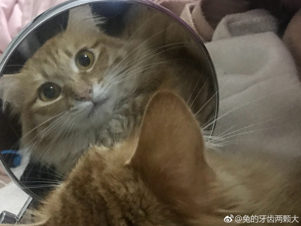 猫到底是招财还是来灾,家里来了自来猫是报恩的?