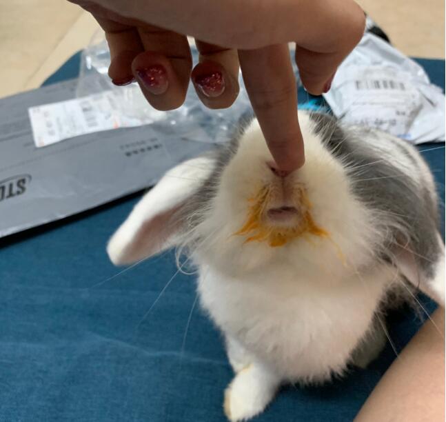 垂耳兔为什么越长越丑,垂耳兔和猫猫兔、侏儒兔相比哪个好养