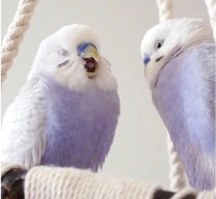 ��Ƥ����ʲô��ɫ��󣬻�Ƥ����Ϊʲôҧ�ˡ�ҧ���ӣ�