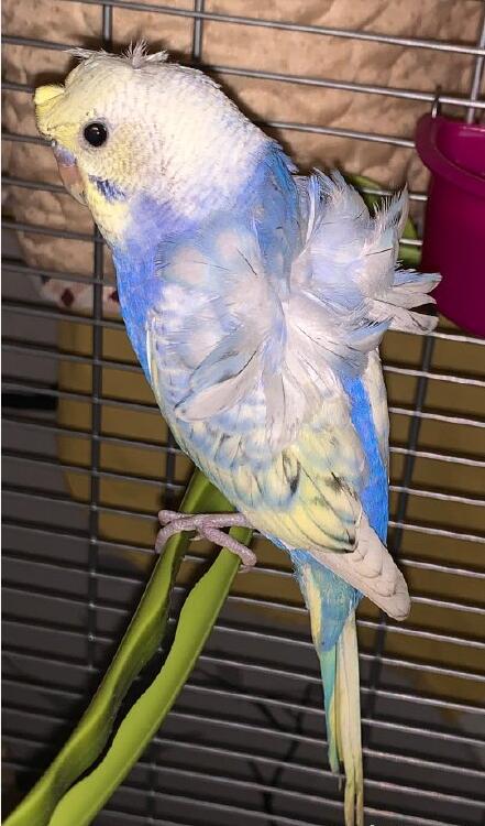 ��Ƥ����ʲô��ɫ��󣬻�Ƥ����Ϊʲôҧ�ˡ�ҧ���ӣ�