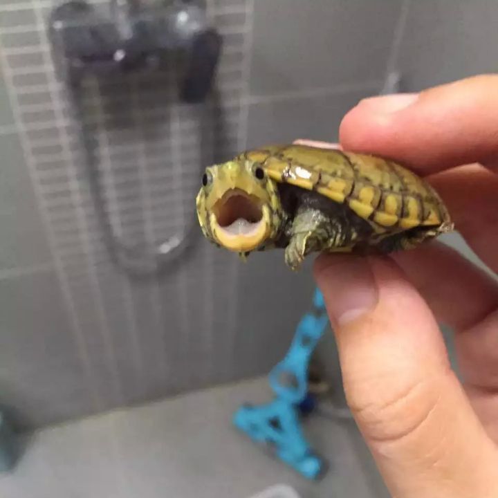 ˮɣˮʲôꣿ