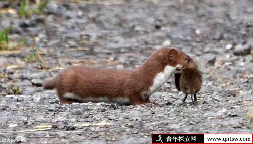 黄鼠狼为什么能控制人?黄鼠狼进家是吉还是凶