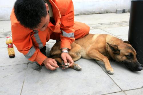 搜救犬退役之后去哪里?搜救犬是什么品种的狗狗
