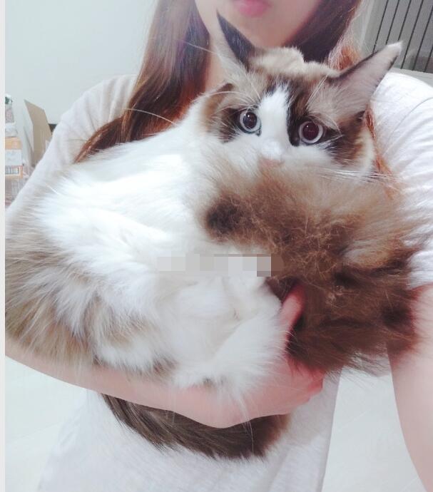 �ճ���è��ʲô��˼����èΪʲô�п�У�