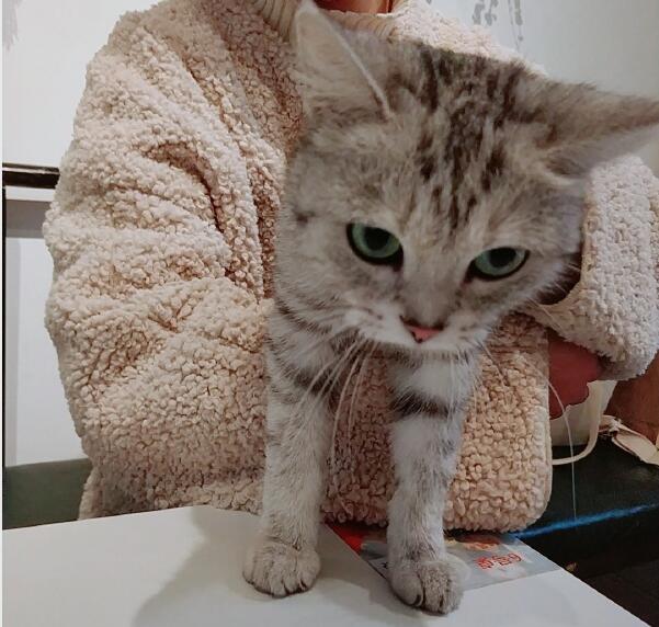 日常吸猫是什么意思,吸猫为什么有快感?