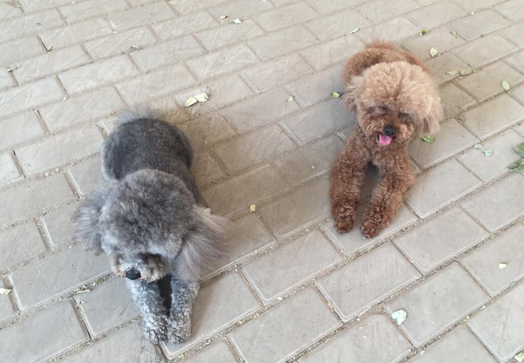 ��С�Ĳȵ���ʺ��ʲôԤ�ף��߹�ʺ�˾��ǲ��˹�ʺ����˼��