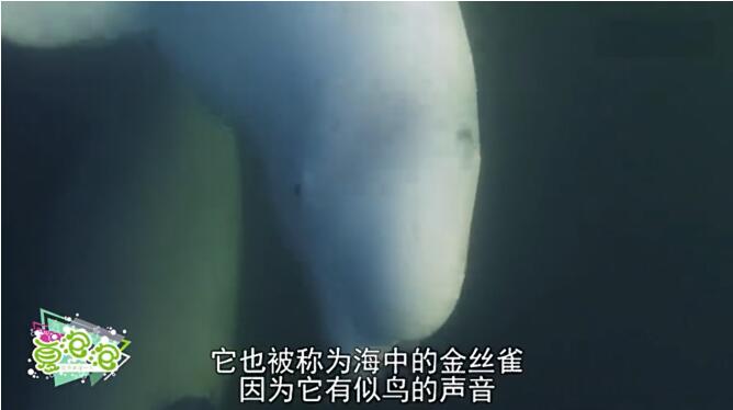 白鲸的叫声像那种鸟类,白鲸和海豚谁更聪明