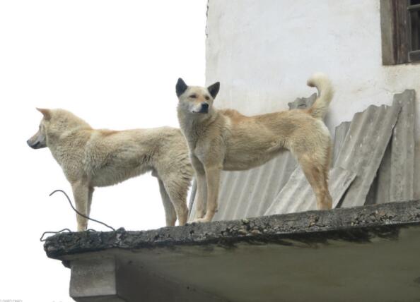 йڹ۹йĴļ