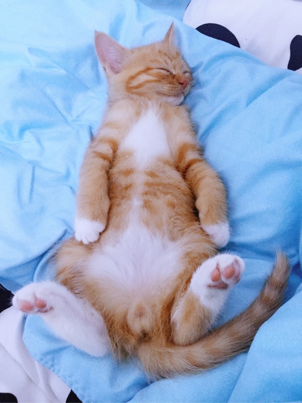 ��èΪʲô��ô�֣���è����Ǯһֻ