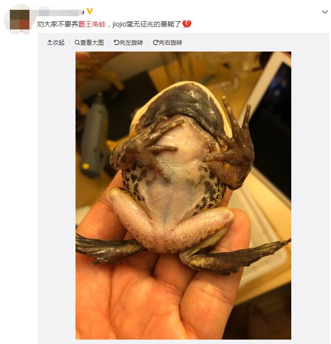 霸王角蛙为什么那么贵,霸王角蛙非常不好养!