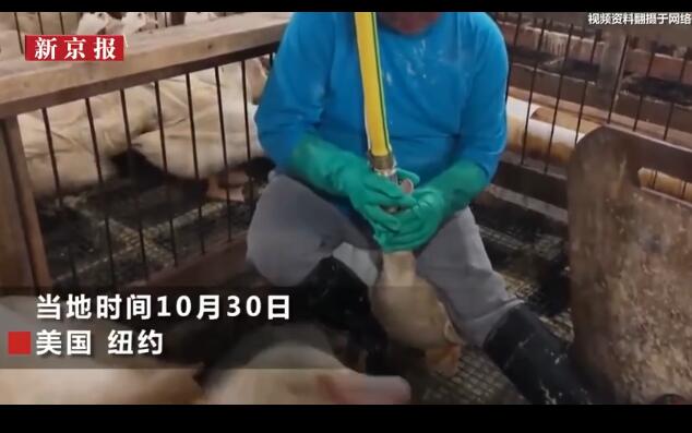 鹅肝是鹅的脂肪肝吗,鹅肝是怎么养出来的