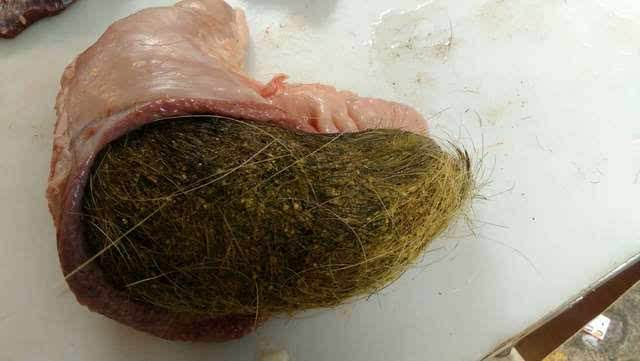 刚取出的猪砂图片,猪砂和猪宝是不是一种东西?