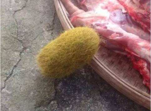 刚取出的猪砂图片,猪砂和猪宝是不是一种东西?