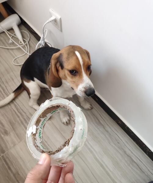 ȸȮ÷Ӵʲô˼