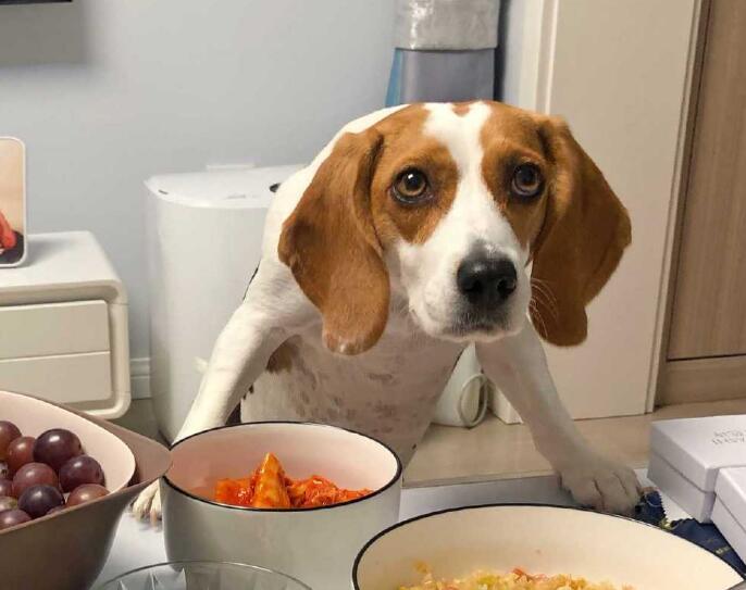 ȸȮ÷Ӵʲô˼