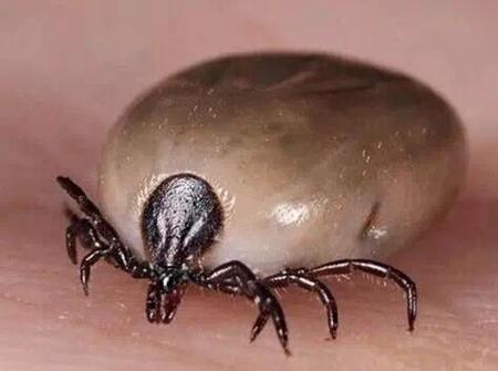 ţ���ϵ���Ѫ���ʲô��ţ���ϵ���Ѫ����ô��