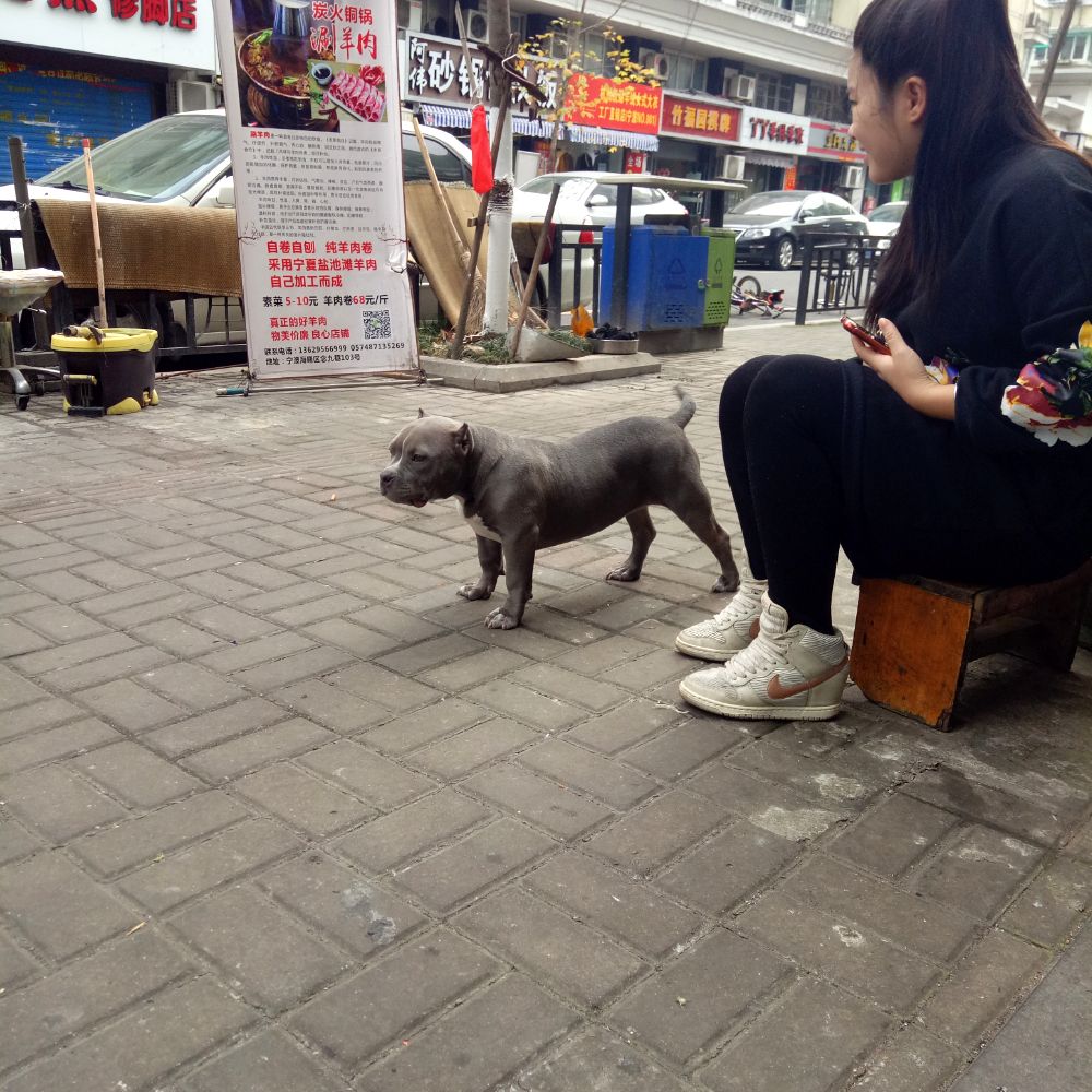 恶霸犬是什么犬的后代?恶霸犬和比特犬有什么区别