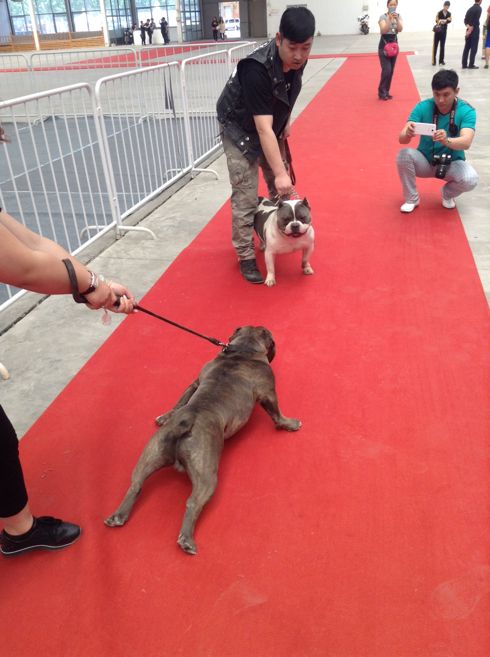 恶霸犬是什么犬的后代?恶霸犬和比特犬有什么区别