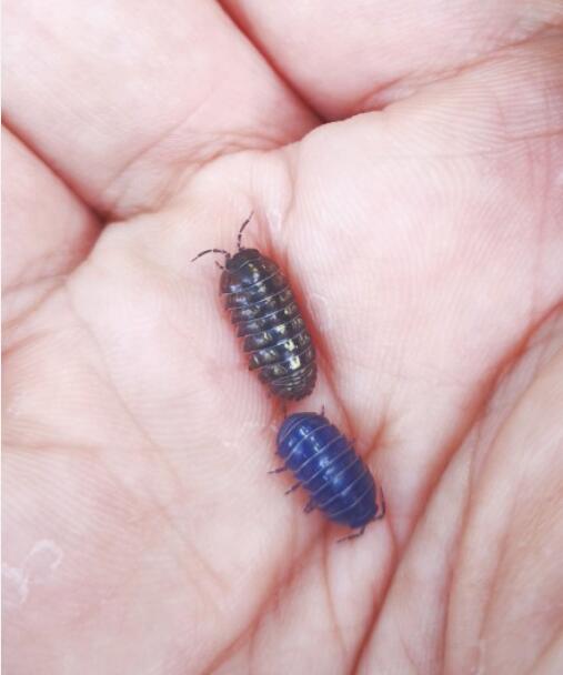 家里西瓜虫从哪爬出来的,西瓜虫是害虫还是益虫?