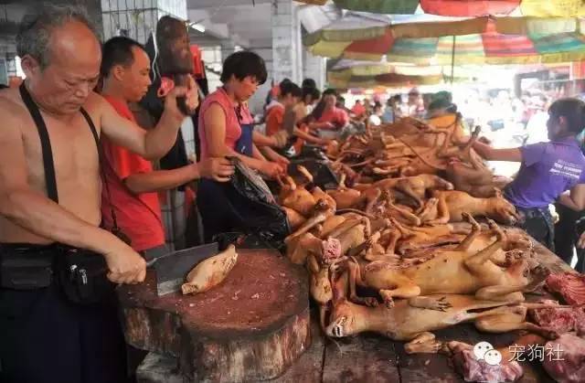 玉林为什么吃狗肉?玉林狗肉节流泪狗图片