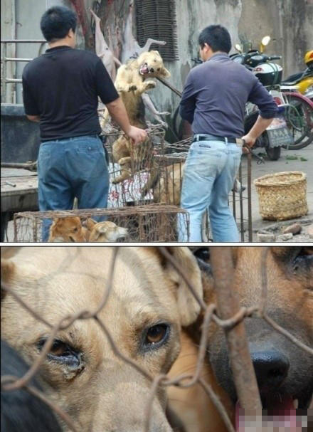 玉林为什么吃狗肉?玉林狗肉节流泪狗图片