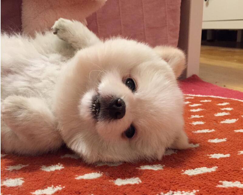 ȮͼȮ