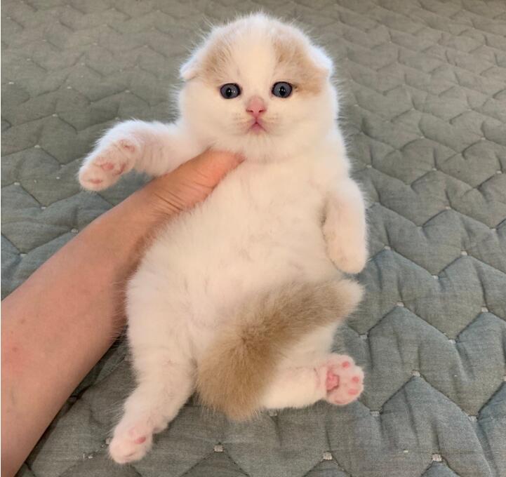 折耳猫为什么不能养,是因为有遗传病容易发病吗?