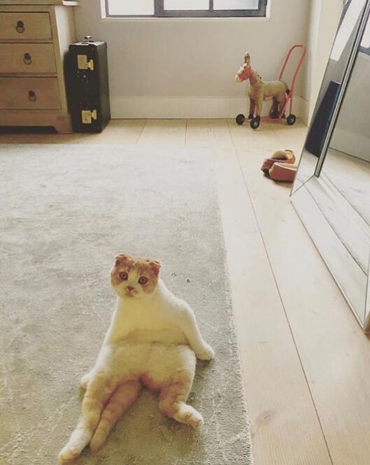折耳猫为什么不能养,是因为有遗传病容易发病吗?