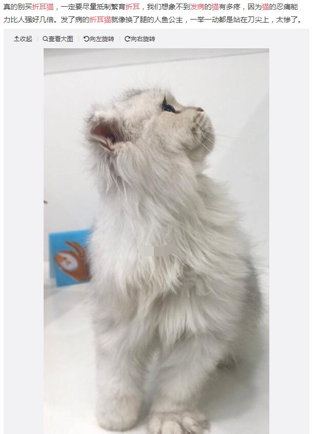折耳猫为什么不能养,是因为有遗传病容易发病吗?