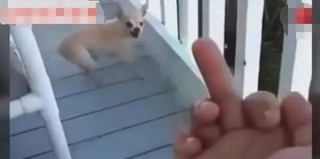 ΪʲôܶԹָһָͼƬ