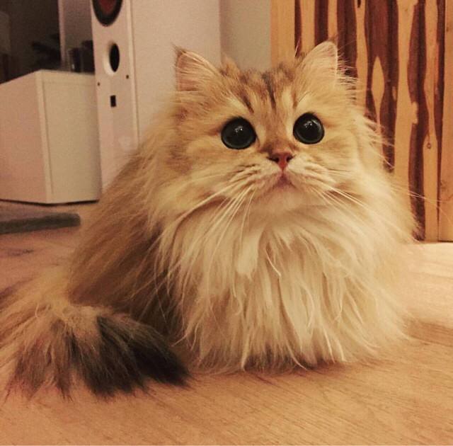 长毛猫夏天需要剪毛吗?英国长毛猫多少钱一只