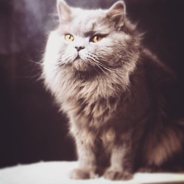 长毛猫夏天需要剪毛吗?英国长毛猫多少钱一只