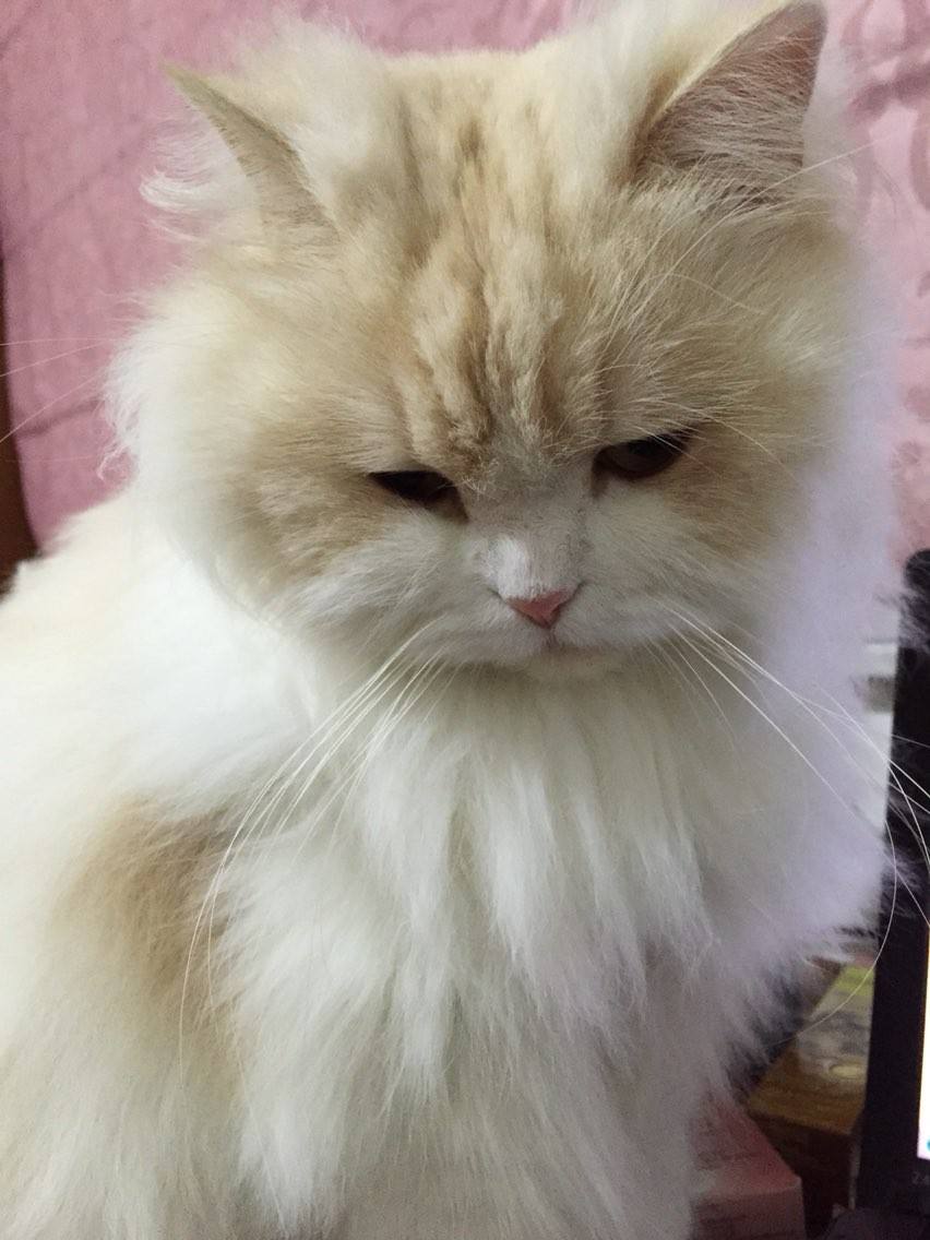 长毛猫夏天需要剪毛吗?英国长毛猫多少钱一只
