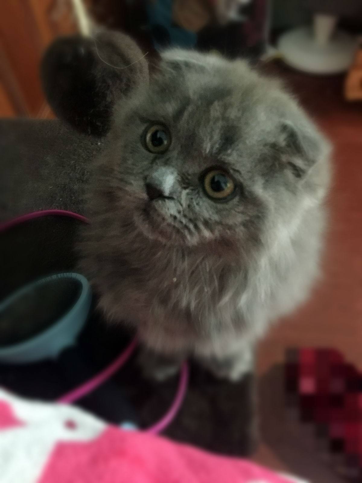 长毛猫夏天需要剪毛吗?英国长毛猫多少钱一只