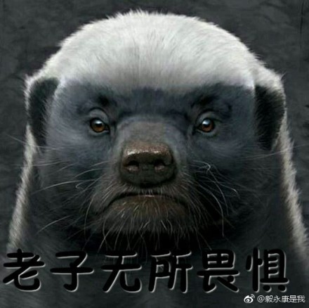 蜜獾为什么不攻击人?告诉你蜜獾为什么什么都不怕