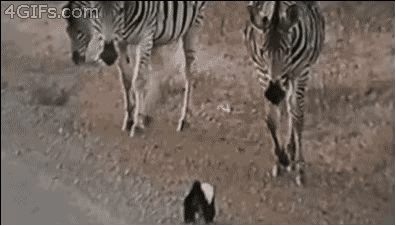 蜜獾为什么不攻击人?告诉你蜜獾为什么什么都不怕