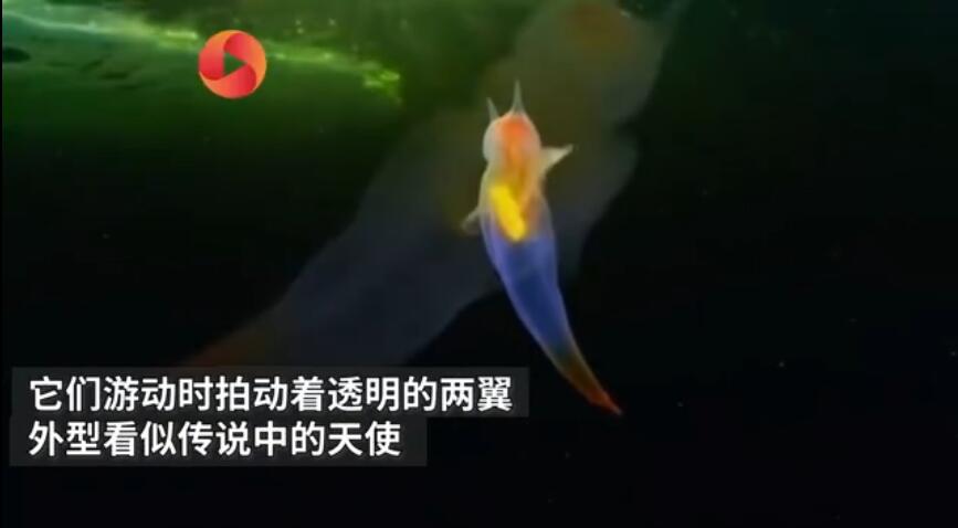 裸海蝶可以养殖吗,它的天敌是什么